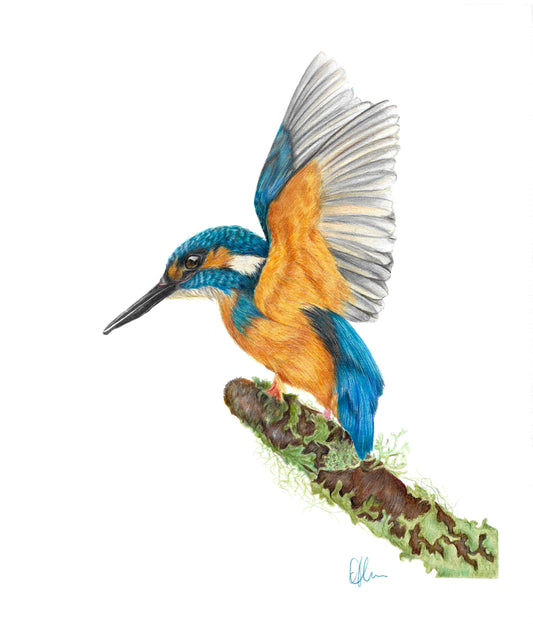 Kingfisher Perch - Print